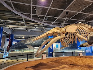 Jangsaengpo Whale Museum, Ulsan