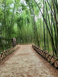 Taehwagang Bamboo Forest