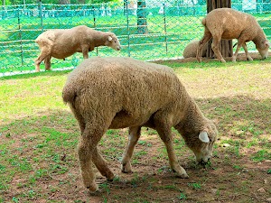 Neulsol-gil Park Sheep Farm