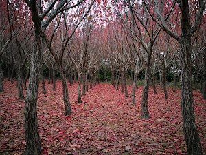 Hangpaduri Hangmong Historic Site