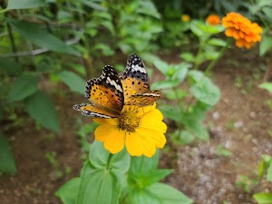 Incheon Butterfly Park