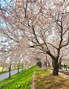 Maekdo Ecological Park