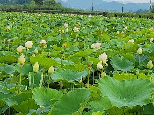 Jochiwon Lotus Park