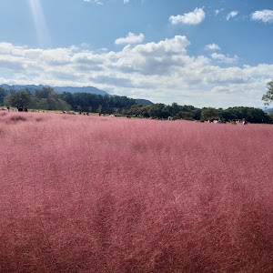 Cheomseongdae Pink Muhly