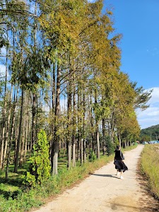 Beolyeong-ri Metasequoia Forest