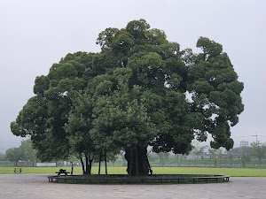 Seongbaksup Forest