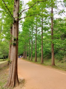 Keumkang Natural Forest