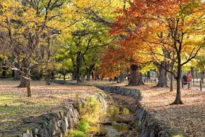 Gyerim Forest