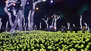 Danyang Moss Tunnel