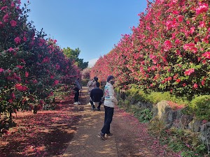 Camellia Hill Botanical Garden