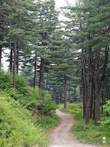 Jathyanggi Pureunsup Arboretum