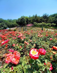 Bucheon One Million Rose Garden