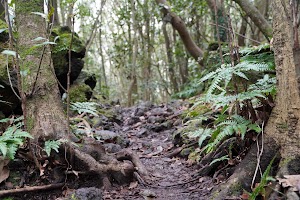 Jeju Gotjawal Provincial Park