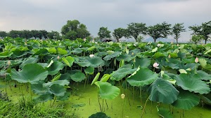 Siheung Lotus Theme Park