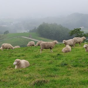 Daegwallyeong Sheep Farm