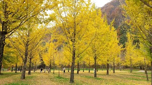 Hongcheon Ginkgo Forest