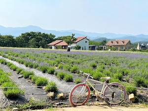 Hani Lavender Farm